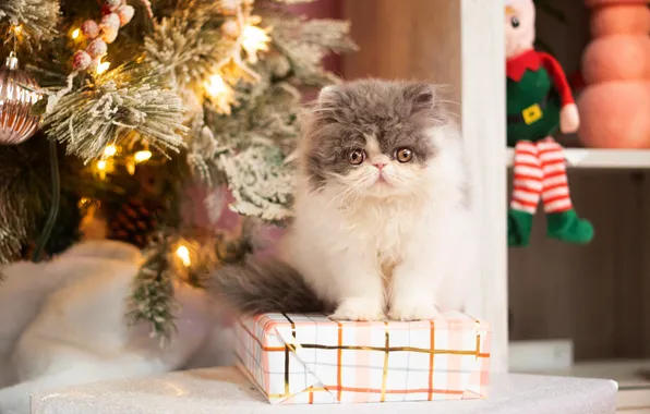Cat, look, lights, pose, kitty, box, gift, toy