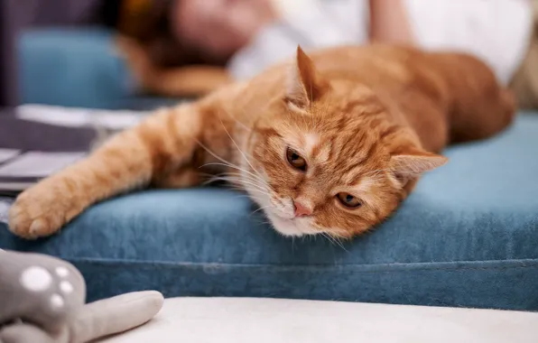 Cat, cat, look, face, pose, toy, paw, red