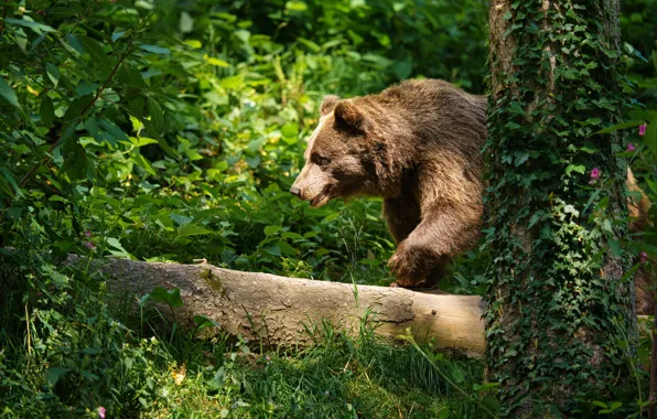 Greens, tree, thickets, bear, walk, log, the bushes, vines