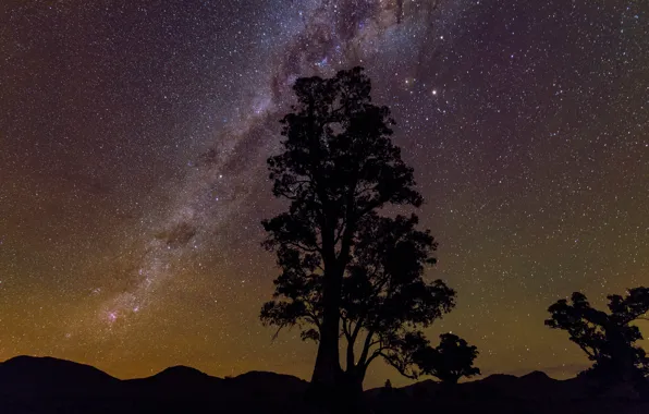 Tree, beauty, stars, silhouette, the milky way