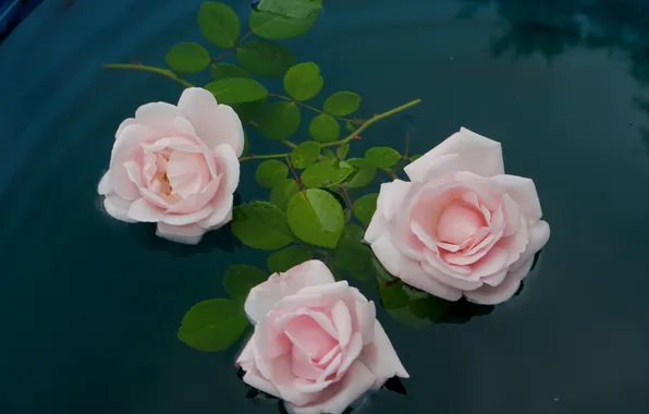 Water, roses, pink, trio, Natalia Khokhlova