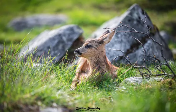 Grass, face, lies, cub, fawn, hid