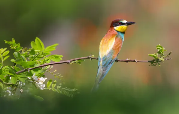 Picture branches, flowers, background, Golden bee-eater, leaves, bird, schurka