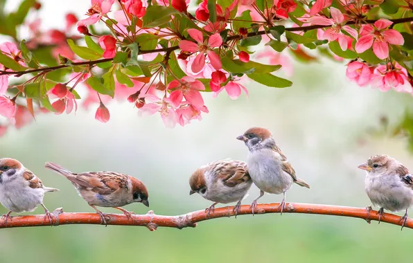 Flowers, birds, branches, spring, Sparrow, pink, flowering, flock