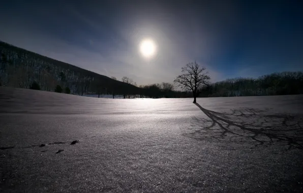 Snow, tree, oak