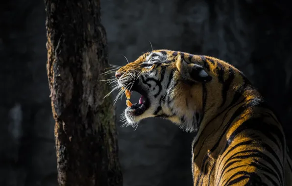Face, light, tiger, the dark background, tree, mouth, fangs, profile