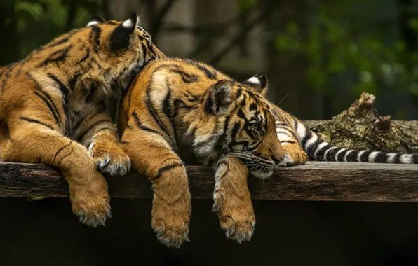 Look, pose, Board, paws, pair, tigers, the cubs, two