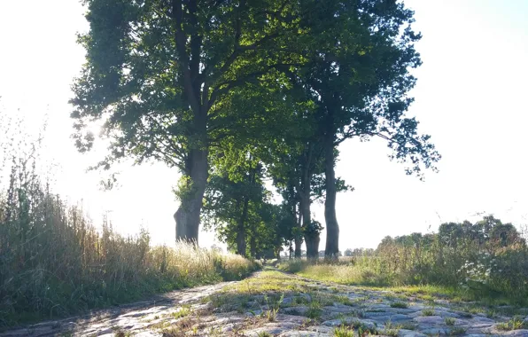 Picture road, Trees, Path