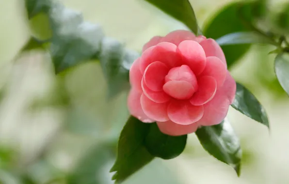 Leaves, flowers, background, pink, buds, bokeh, Camellia