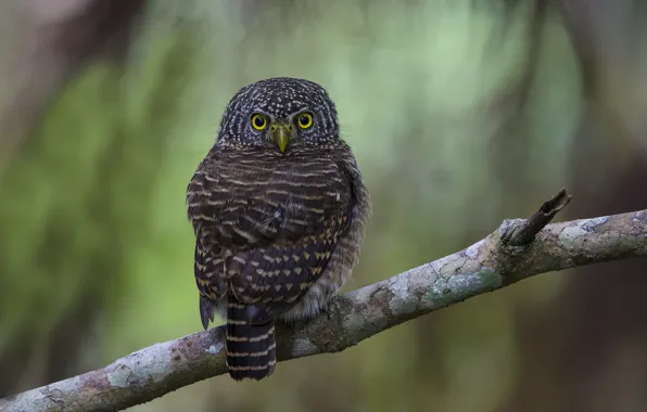 Owl, bird, branch