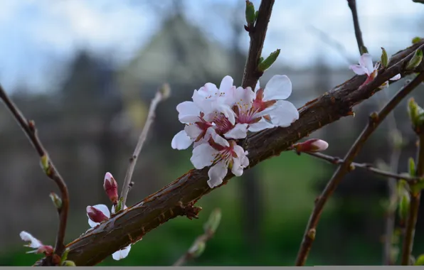 Branch, petals, Cherry, twilight, flowers, bokeh