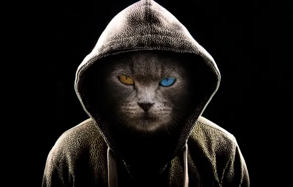 Dark, fantasy, cat, serious, cats, digital art, brown eye, hood