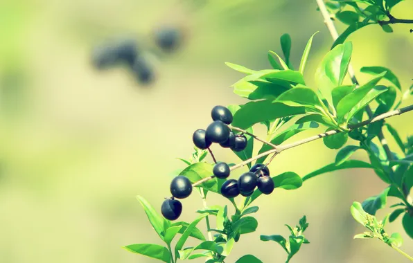 Macro, Greens, Nature, Photo, Leaves, Branch, Berries