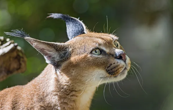 Picture cat, look, face, Caracal, steppe lynx, ©Tambako The Jaguar
