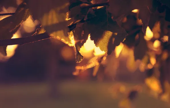 Leaves, the sun, trees