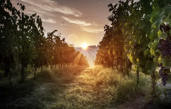 Grass, sunrise, vineyard, grass, sunrise, morning light, vineyard, morning light