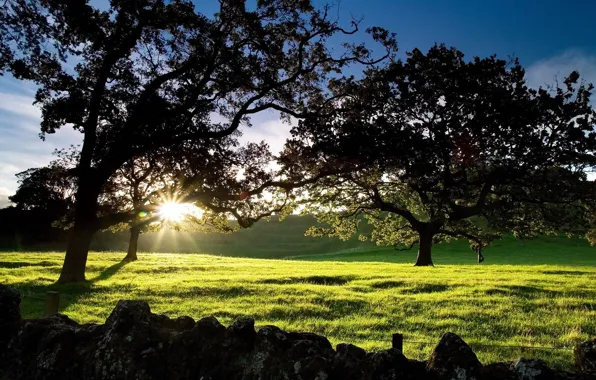 Picture dawn, New Zealand, Cornwall Park