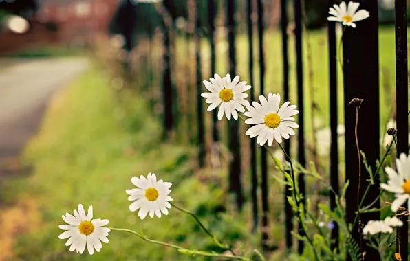 Flower, leaves, flowers, green, background, widescreen, Wallpaper, the fence