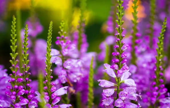 Flowers, stems, buds, field, a lot, lilac, larkspur, delphinium