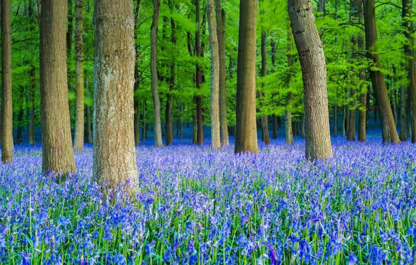 Picture forest, trees, flowers, England, bells, Hertfordshire