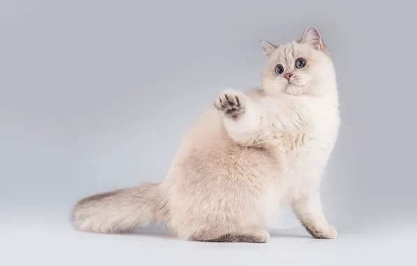 Cat, white, cat, look, pose, kitty, muzzle, cute