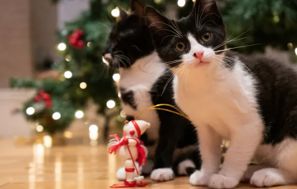 Cat, cat, look, cats, pose, kitty, kittens, cute