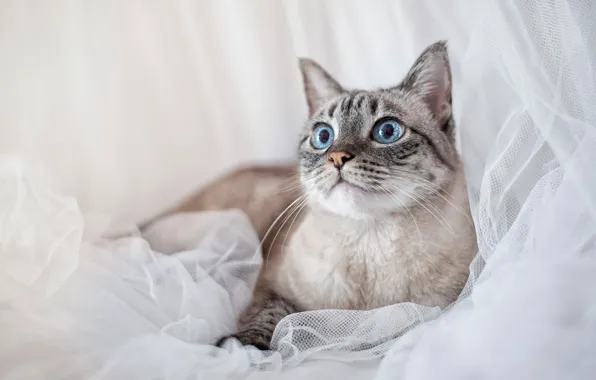 Picture cat, cat, face, portrait, light background, Neva masquerade