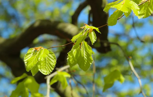 Green, tree, leafs, spring, twig
