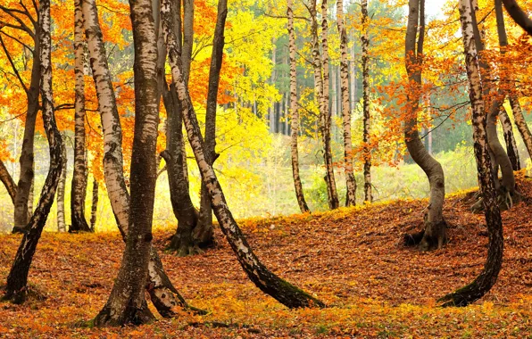 Autumn, forest, foliage, trunk, birch, grove, birch, Golden autumn
