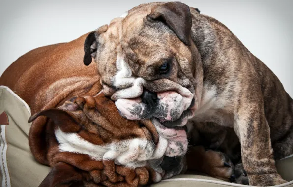 Picture each, home, dog