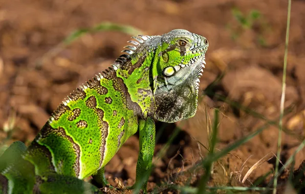 Grass, the sun, nature, iguana, bokeh