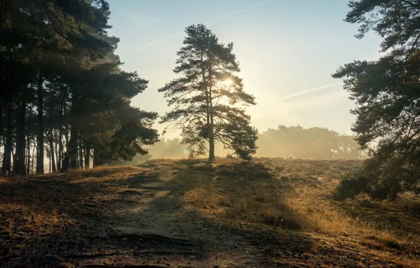 Forest, light, fog, hills, morning, bumps, path, pine