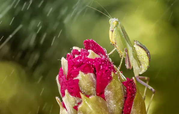 Flower, eyes, drops, macro, green, background, rain, pink