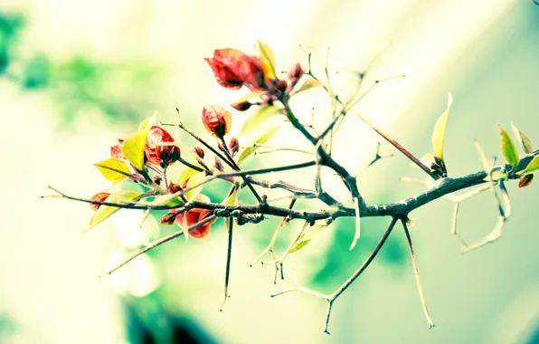 Picture leaves, trees, branches, spring