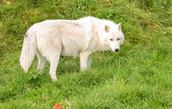 Picture greens, white, grass, wolf, predator
