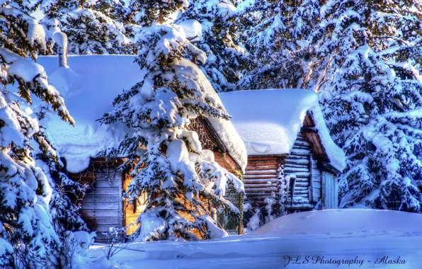 Winter, forest, snow, nature, ate, Alaska, hut