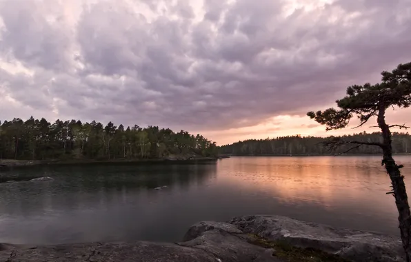 Forest, trees, clouds, lake, stones, the evening