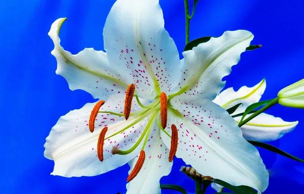 Macro, Lily, petals, stamens