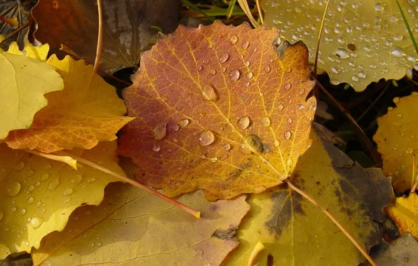 Autumn, leaves, orange, yellow, droplets