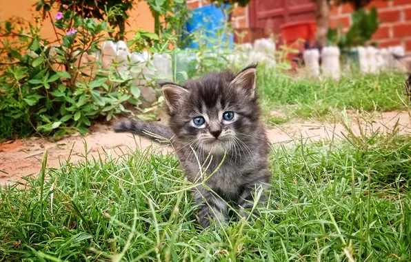 Cat, summer, grass, look, flowers, pose, kitty, grey