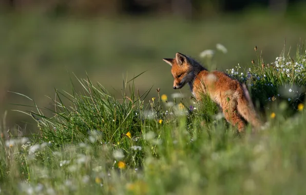 Summer, grass, flowers, nature, meadow, Fox, Fox, Fox