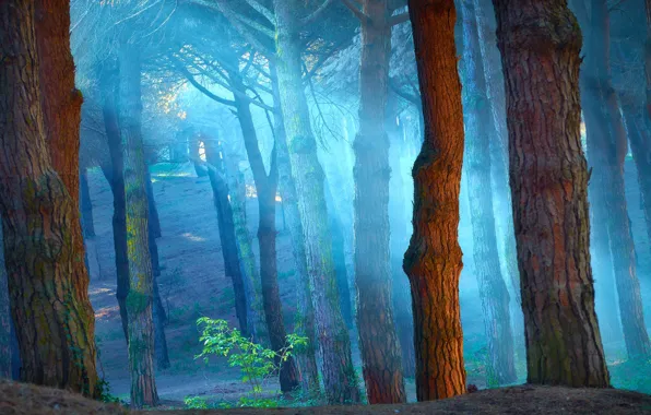 Forest, rays, fog, trunks, atmospheric, Wallpaper from lolita777