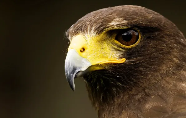 Bird, eagle, beak