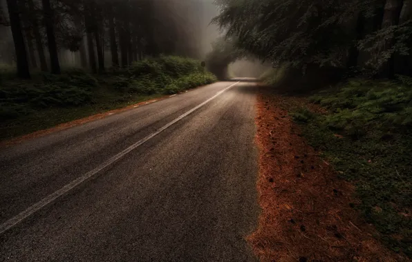 Road, forest, trees, nature, haze