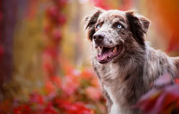 Autumn, language, look, face, leaves, color, nature, background