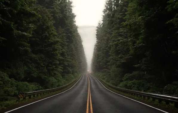 Forest, track, fencing, Through The Woods, overcast post signed, Sebastian Zapata
