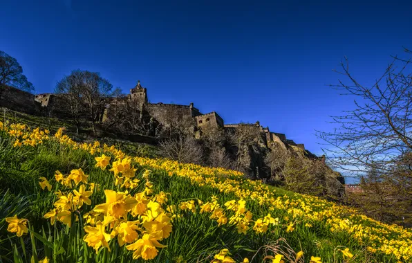 Field, the sky, trees, flowers, branches, blue, castle, view