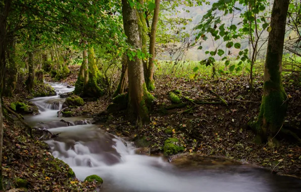 Picture autumn, forest, leaves, trees, stream, for, moss, Germany