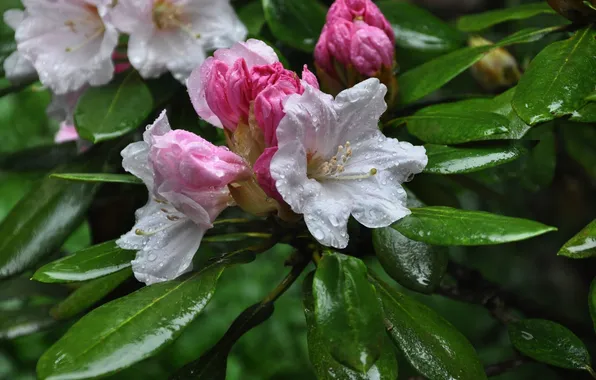 Droplets, dew, dewdrops, droplets, white-pink flowers, flowering shrub, flowering shrub, white and pink flowers