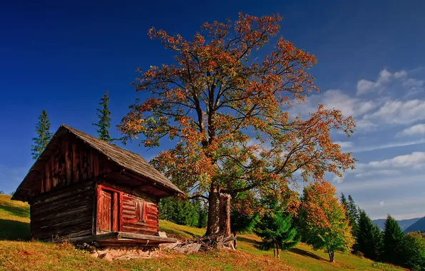 Picture autumn, forest, the sky, grass, clouds, tree, hut, mountain